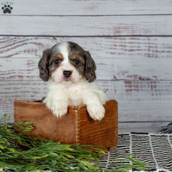 Emma, Cavapoo Puppy